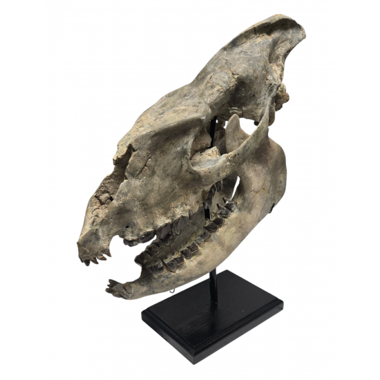 Hyracodon nebraskensis (skull)