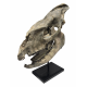 Hyracodon nebraskensis (skull)