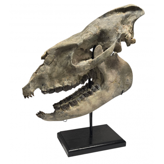 Hyracodon nebraskensis (skull)