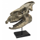 Hyracodon nebraskensis (skull)