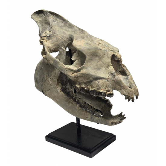 Hyracodon nebraskensis (skull)