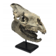 Hyracodon nebraskensis (skull)