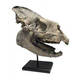 Hyracodon nebraskensis (skull)