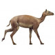 Poebrotherium Wilsoni crane