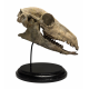 Poebrotherium Wilsoni crane
