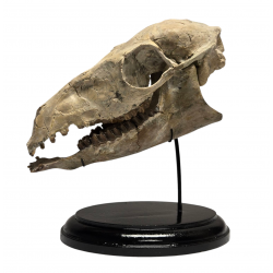 Poebrotherium Wilsoni skull