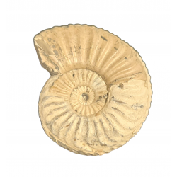 Pleuroceras spinatum