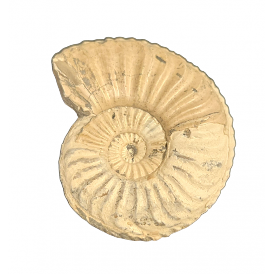 Pleuroceras spinatum