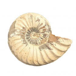 Pleuroceras spinatum