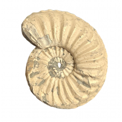Pleuroceras spinatum