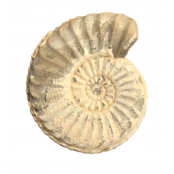 Pleuroceras spinatum