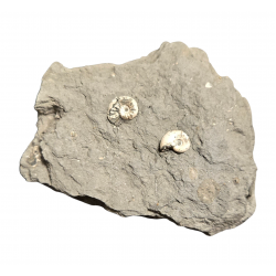 Pleuroceras spinatum double