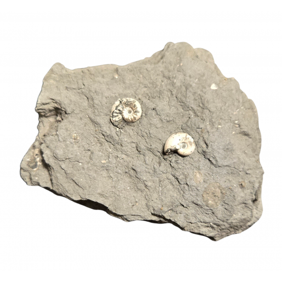Pleuroceras spinatum double