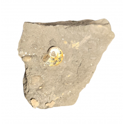 Pleuroceras spinatum