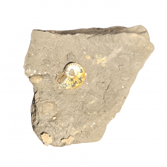 Pleuroceras spinatum