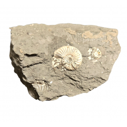 Pleuroceras spinatum