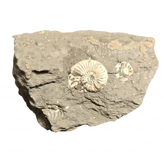 Pleuroceras spinatum