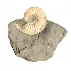 Pleuroceras spinatum