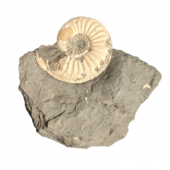 Pleuroceras spinatum