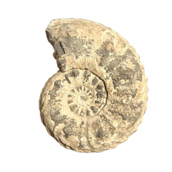 Amaltheus Gibbosus