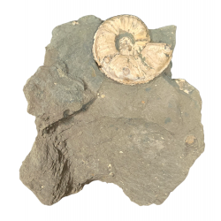 Amaltheus Gibbosus