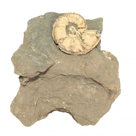 Amaltheus Gibbosus