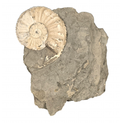 Amaltheus Gibbosus