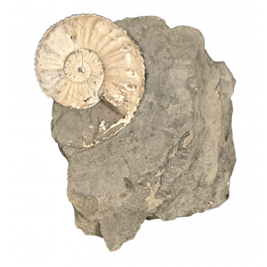 Amaltheus Gibbosus