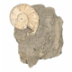 Amaltheus Gibbosus