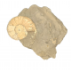 Amaltheus Gibbosus
