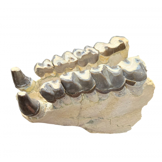 Bronthotherium megaceratops jaw
