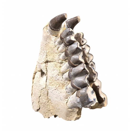 Bronthotherium megaceratops jaw