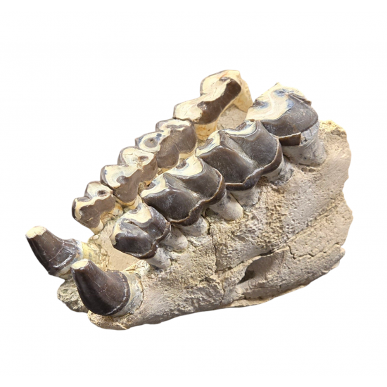 Bronthotherium megaceratops jaw