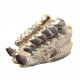 Bronthotherium megaceratops jaw