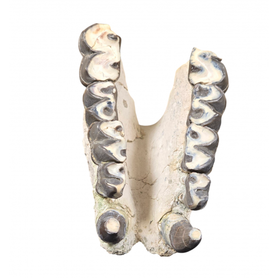 Bronthotherium megaceratops jaw
