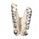 Bronthotherium megaceratops jaw