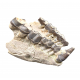 Bronthotherium megaceratops jaw