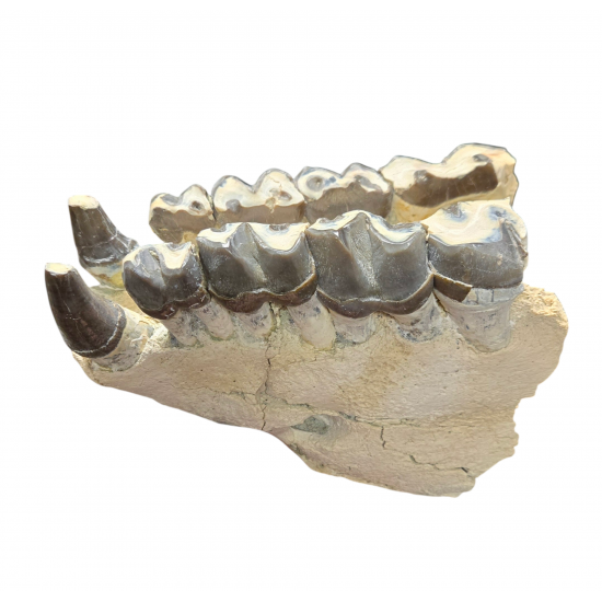 Bronthotherium megaceratops jaw
