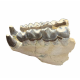 Bronthotherium megaceratops jaw