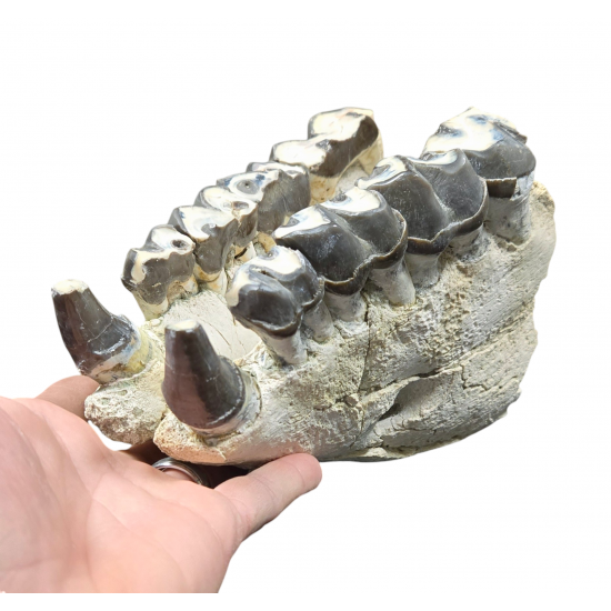 Bronthotherium megaceratops jaw