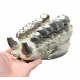 Bronthotherium megaceratops jaw