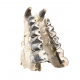 Bronthotherium megaceratops jaw