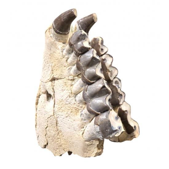 Bronthotherium megaceratops jaw