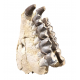 Bronthotherium megaceratops jaw