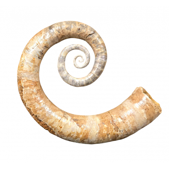 Ephamulina arcuata 