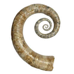 Ephamulina arcuata 