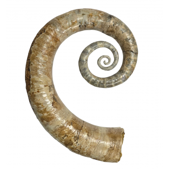 Ephamulina arcuata 