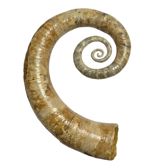 Ephamulina arcuata 