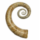 Ephamulina arcuata 