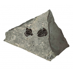 Elrathia kingii